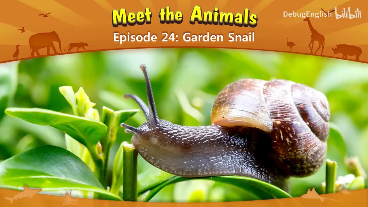 024.Garden Snail