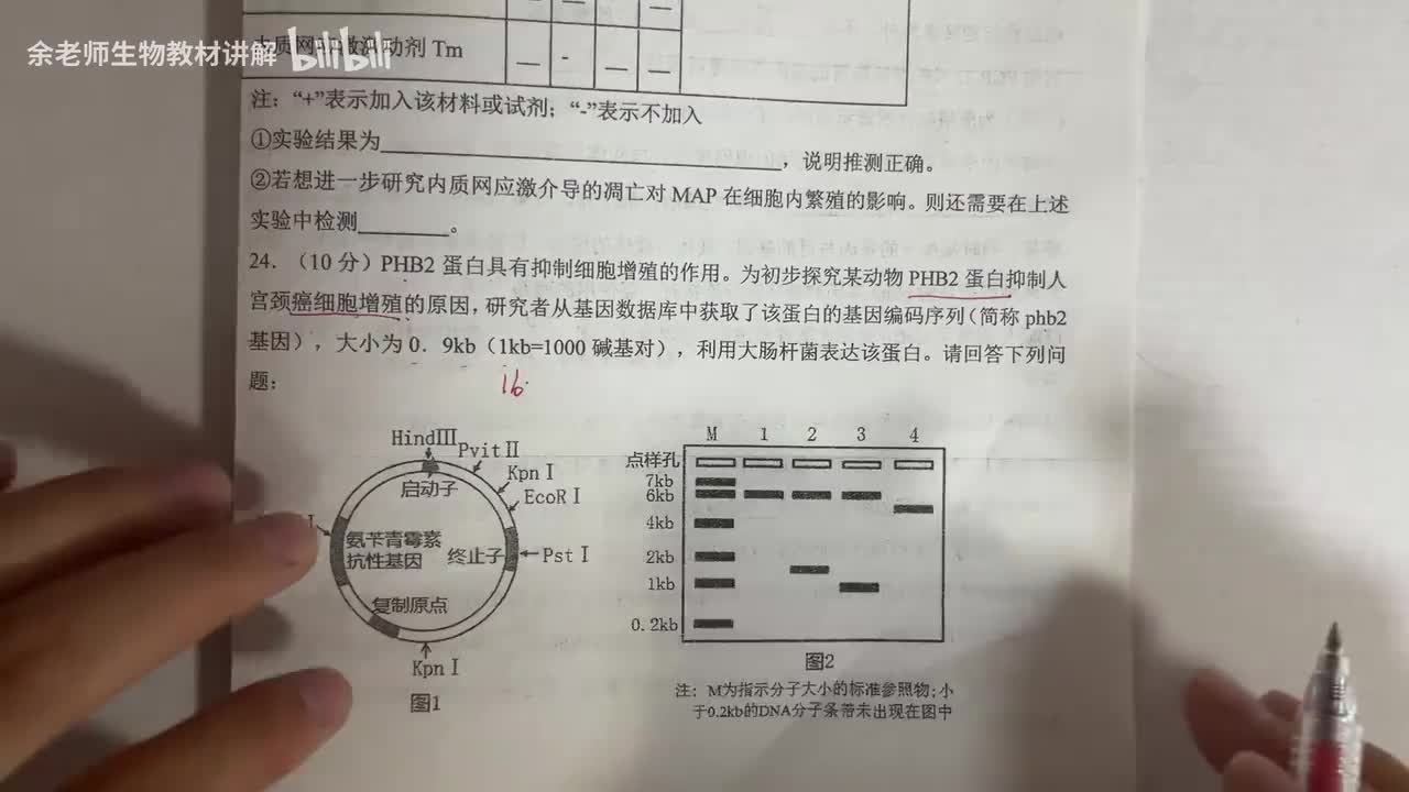 （简单版）限制酶选择 电泳图分析