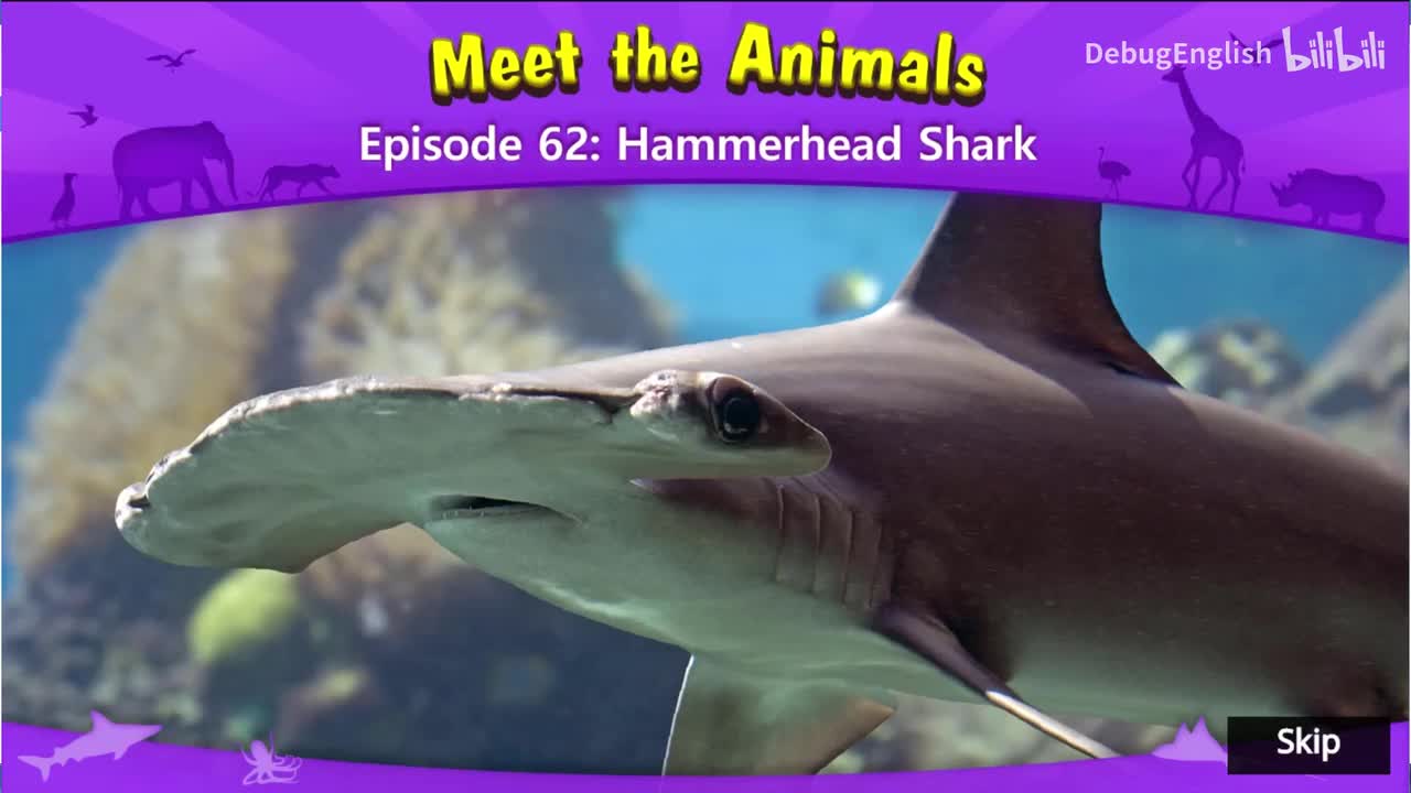 062.Hammerhead Shark