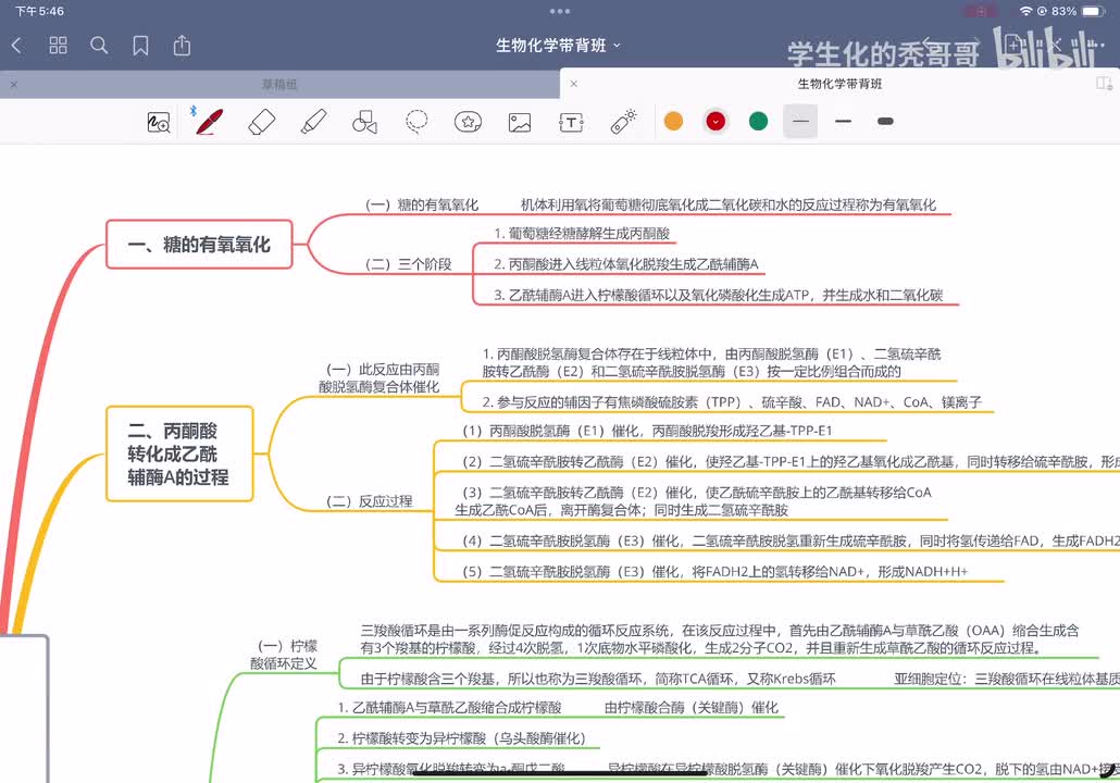 13：柠檬酸循环