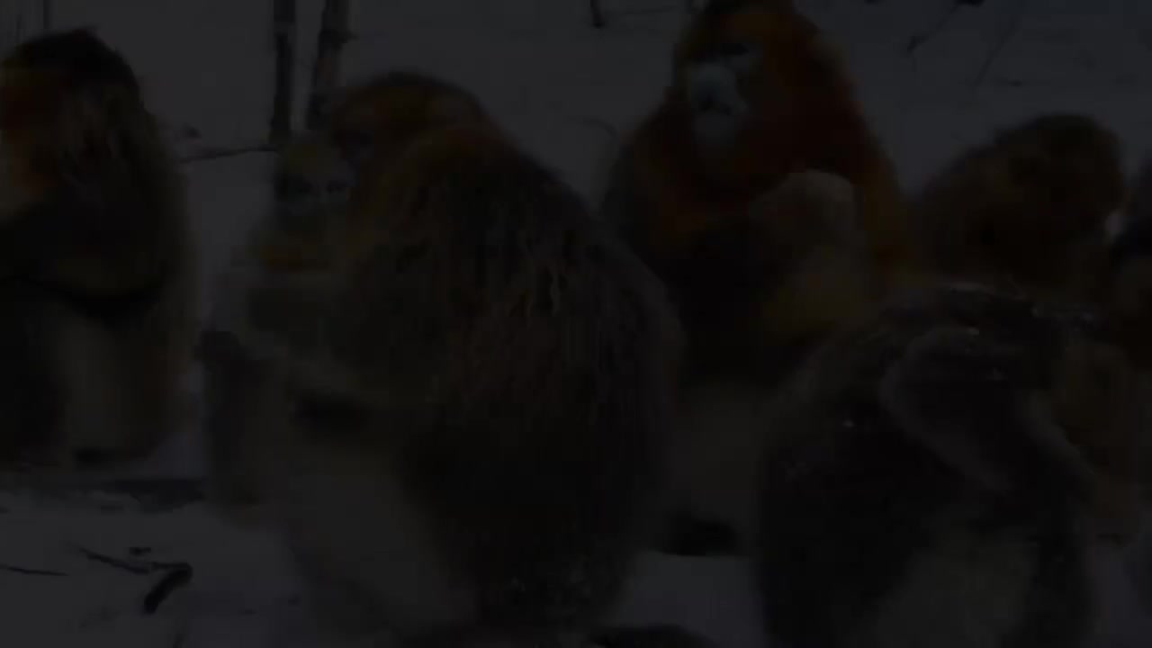 二年级（上） 03.神奇动物在中国：有趣的动物