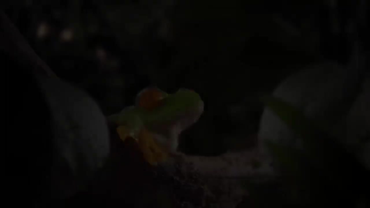 二年级（上） 01.惹不起的小青蛙：小蝌蚪找妈妈