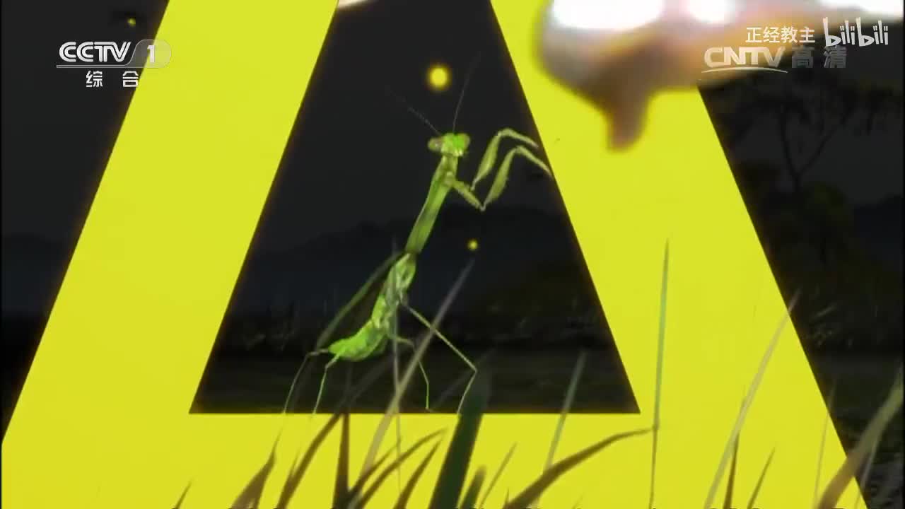 《动物世界》 20170425 狮子捕猎学院[超清版]