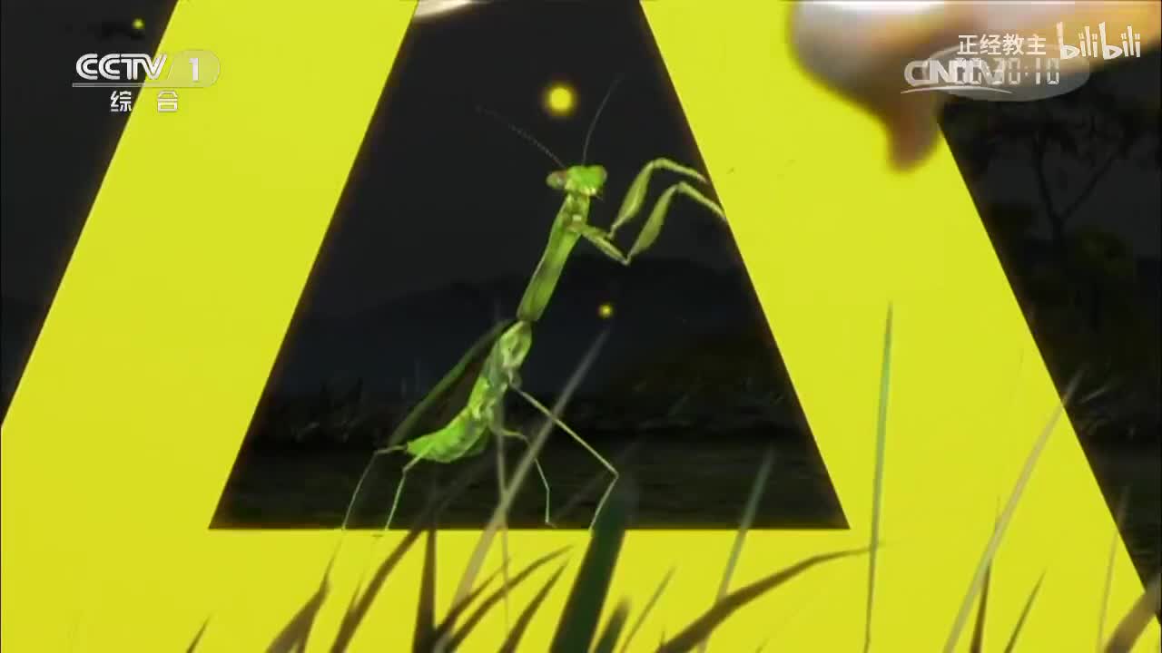 《动物世界》 20170419 雨林霸主[超清版]