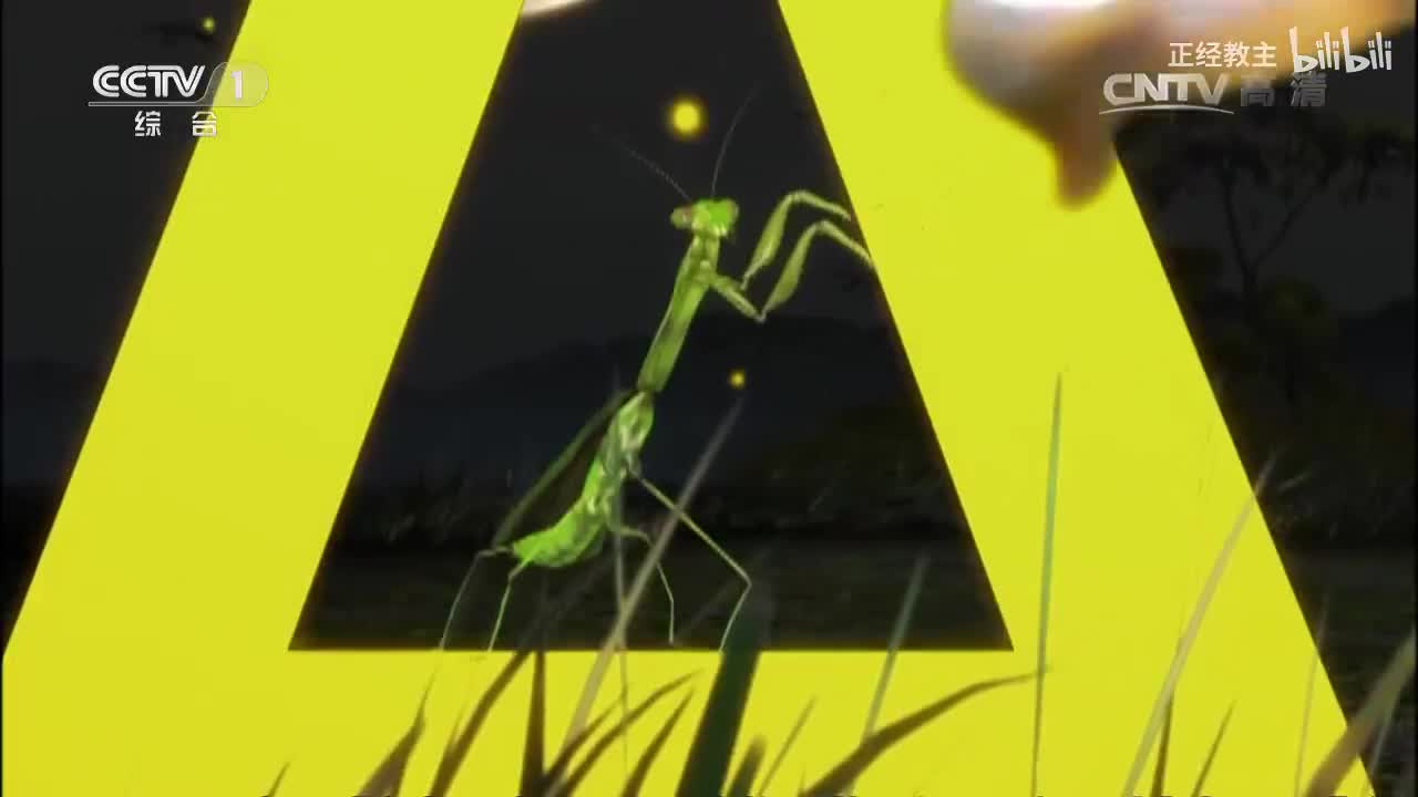 《动物世界》 20170331 动物魔法师[超清版]