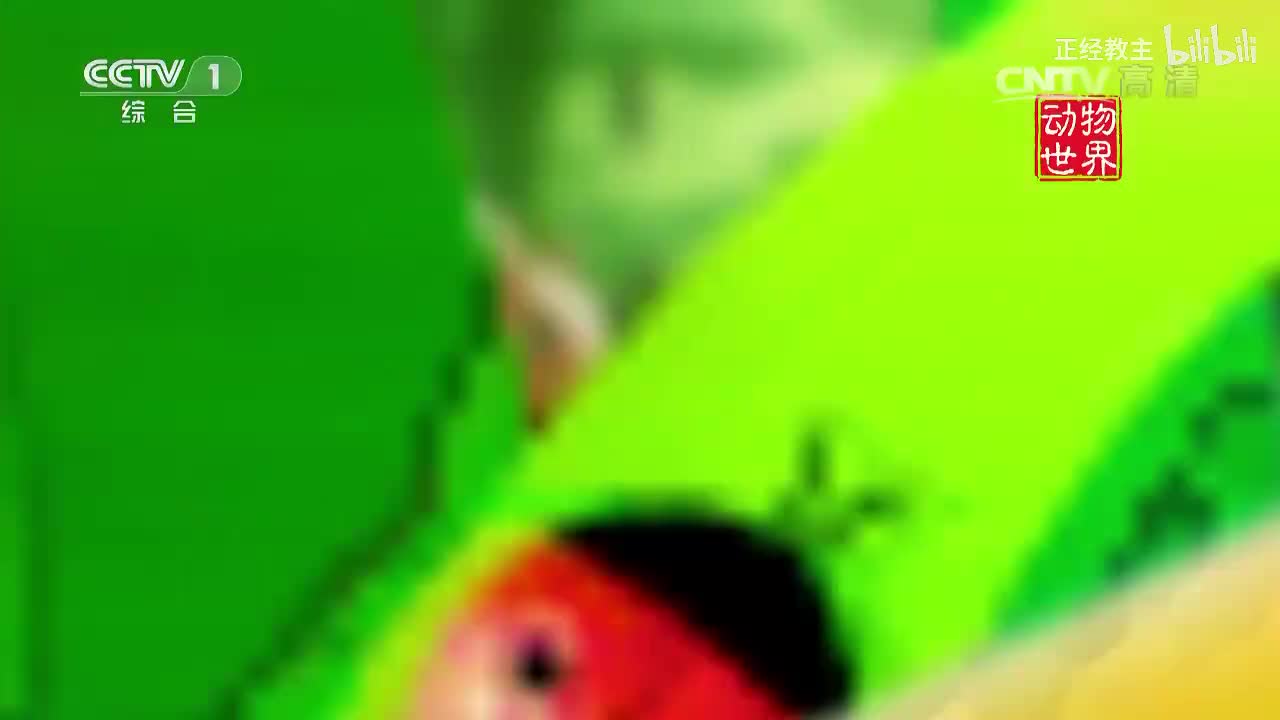 《动物世界》 20170412 老虎女皇的艰辛岁月[超清版]