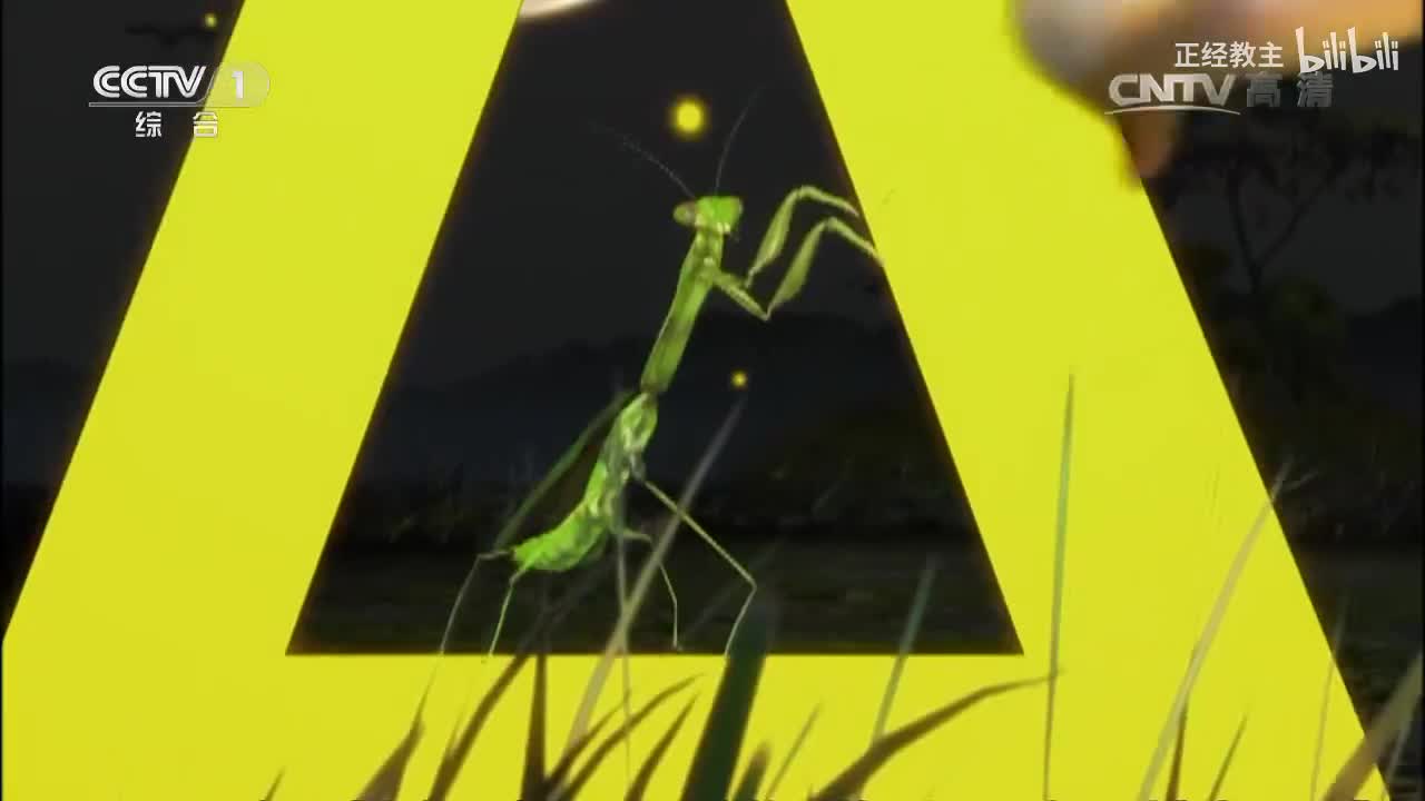 《动物世界》 20170401 王蛇出游[超清版]