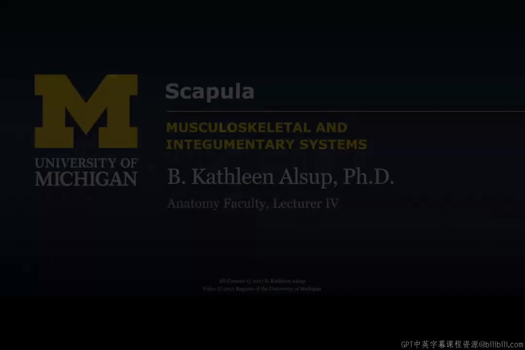 24_肩带骨：肩胛骨.zh_en