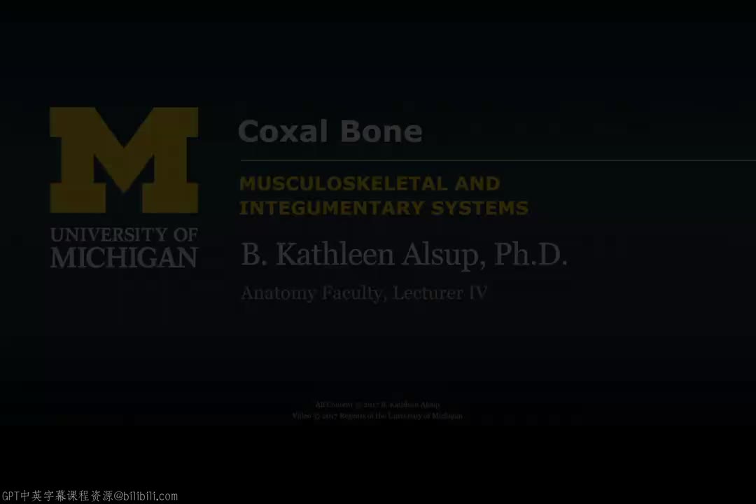 29_盆带骨：髋骨.zh_en