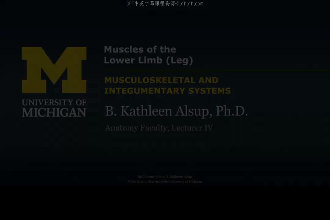 65_下肢肌肉：小腿.zh_en