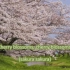 日本传统民谣-《樱花》