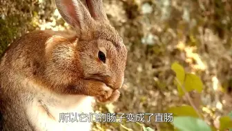 为什么兔子一喝水，就会断肠而亡，真相令人不可思议