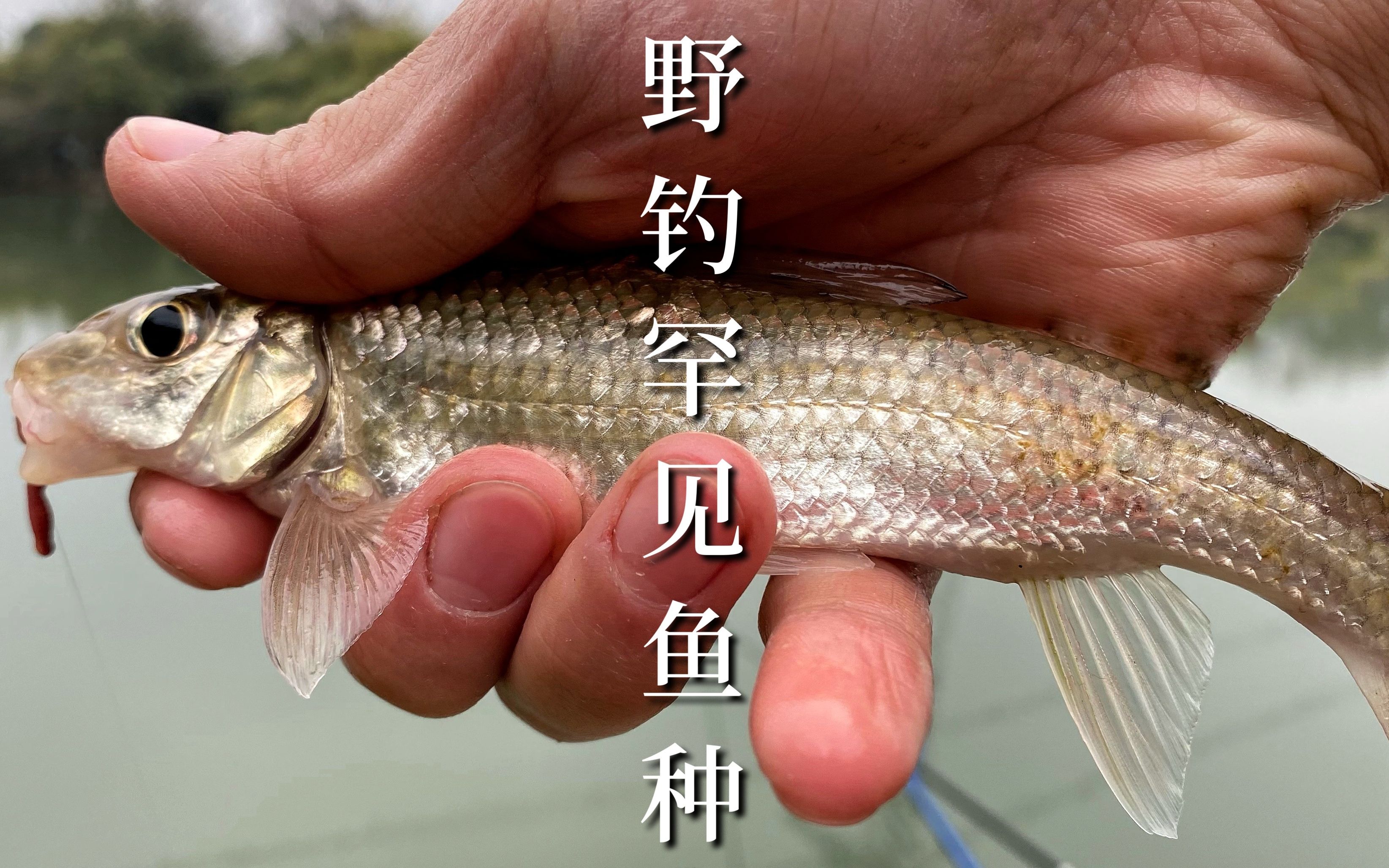 江西吉安的野河中钓获罕见的重唇鱼,价格贵口感好,大家认识吗?