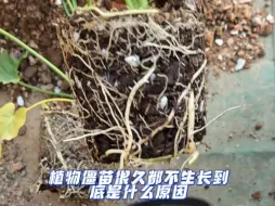 Video herunterladen: 植物好久都不生长僵苗的根本原因