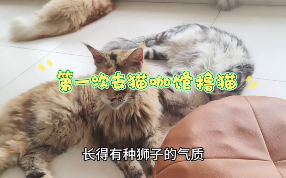 第一次去猫咖馆撸猫是种什么体验哔哩哔哩bilibili