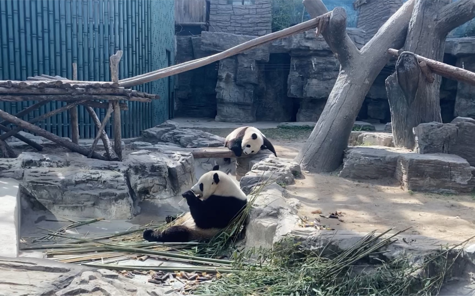 北京动物园大熊猫萌宝萌玉下午场姐妹俩的温馨时光