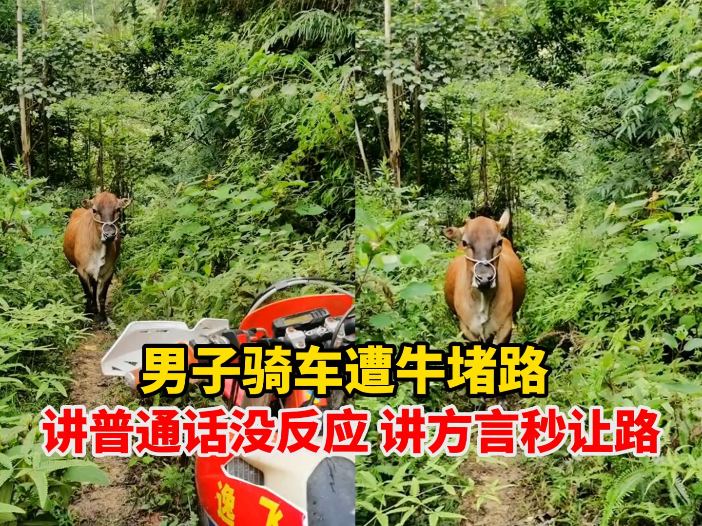 男子骑车遭牛堵路,讲普通话没反应 讲方言秒让路,牛:本地的你装什么城里人!哔哩哔哩bilibili