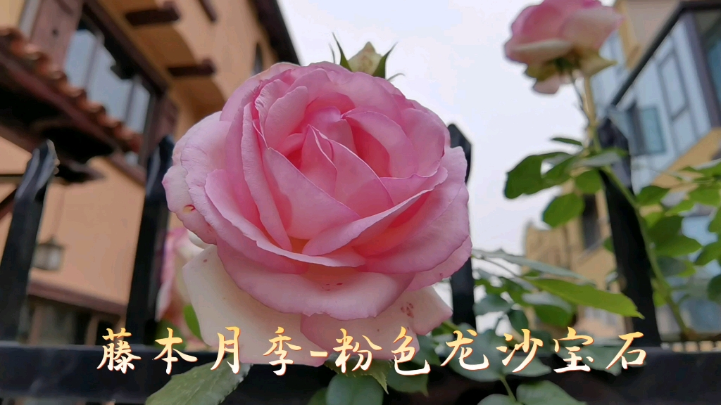 藤本月季粉色龙沙宝石