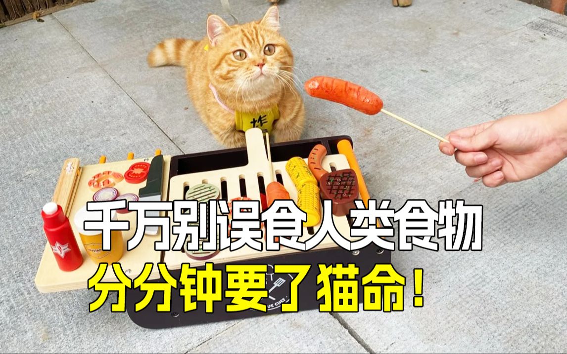 𐟐𑧌륒ꩥŸ安全:铲屎官必知的猫咪能吃与不能吃𐟍𝯸哔哩哔哩bilibili