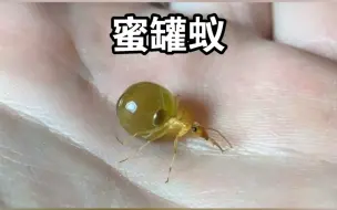 下载视频: 蜜罐蚁