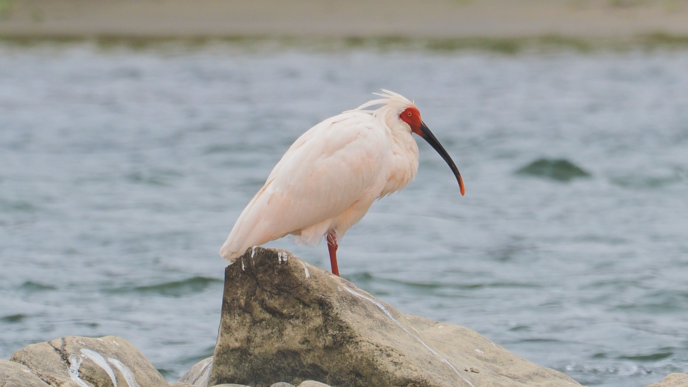 【朱鹮】【东方宝石】【洋县】集优雅,苍古,仙气于一体的朱鹮,伴着
