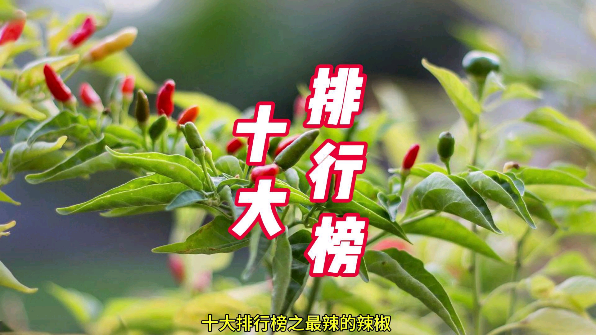 十大排行榜之最辣的辣椒