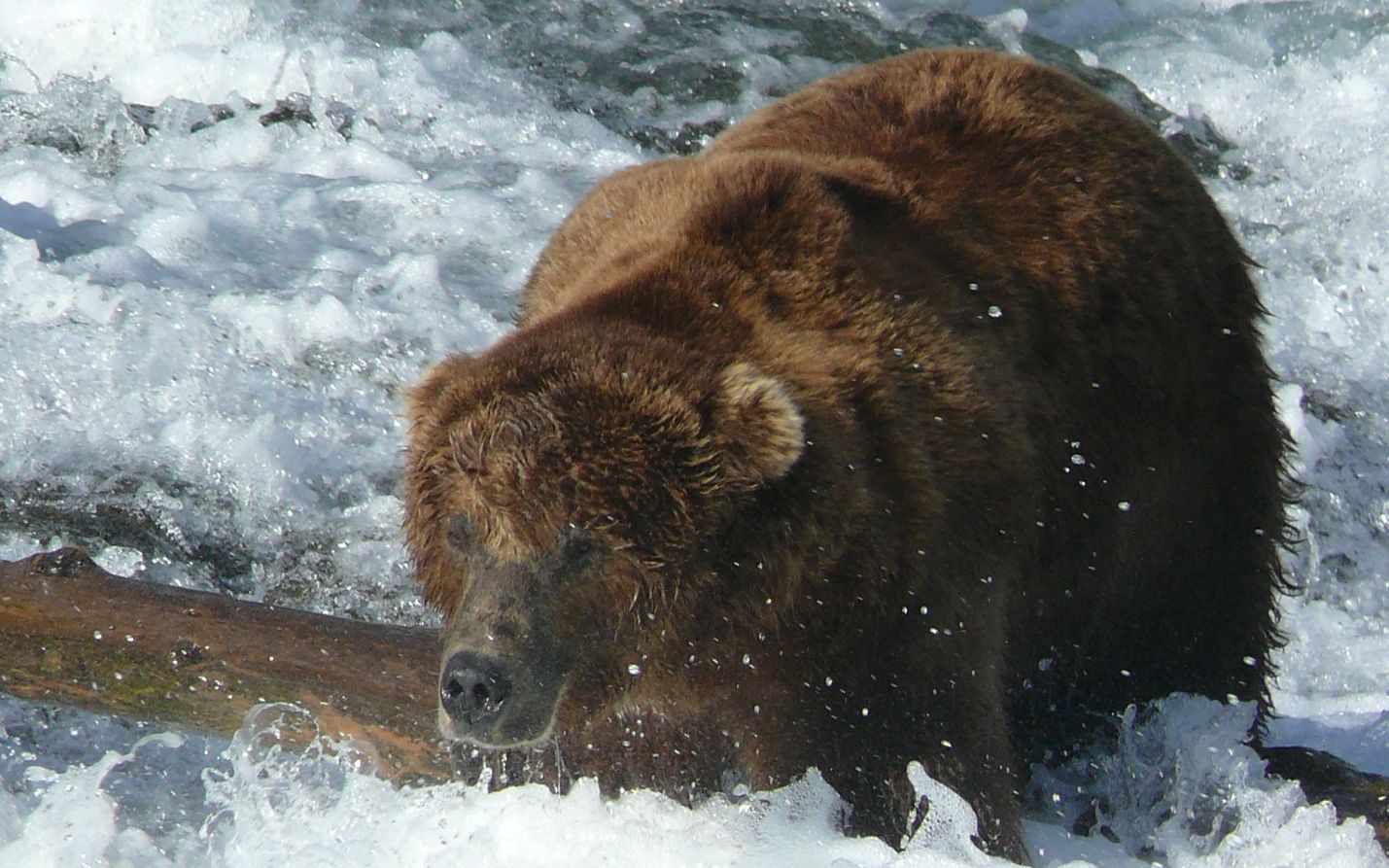 【半岛巨熊】熊王814杀死了胖皇后的幼崽_哔哩哔哩_bilibili