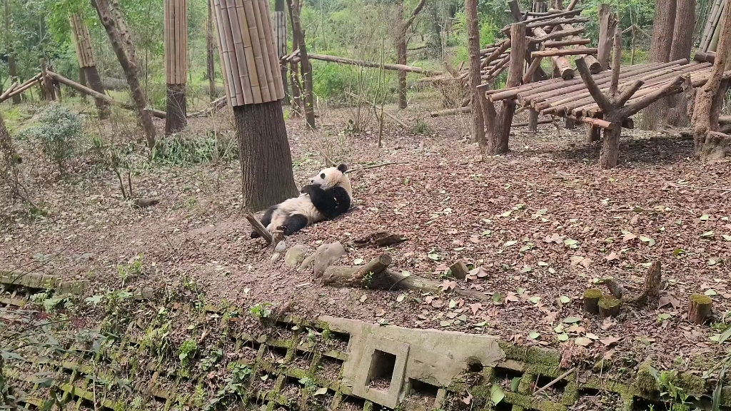 [图]大熊貓和小熊貓