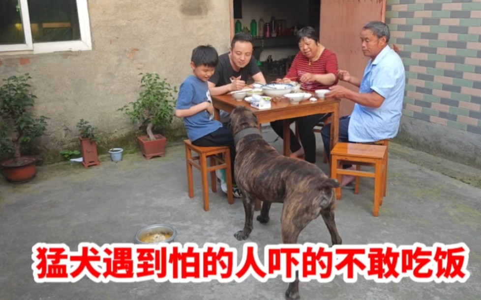 外表凶猛的猛犬,遇到家里让它怕的人,吓的连饭都不敢吃哔哩哔哩bilibili