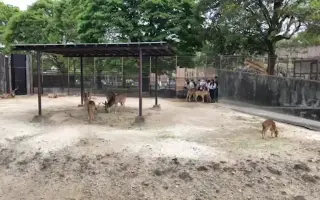 東武動物公園 哔哩哔哩 Bilibili