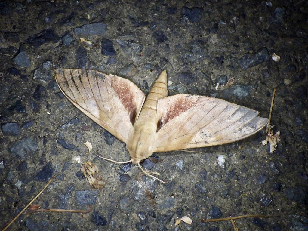 每天认识一种昆虫 鳞翅目 豆天蛾 Clanis bilineata tsingtauica哔哩哔哩bilibili