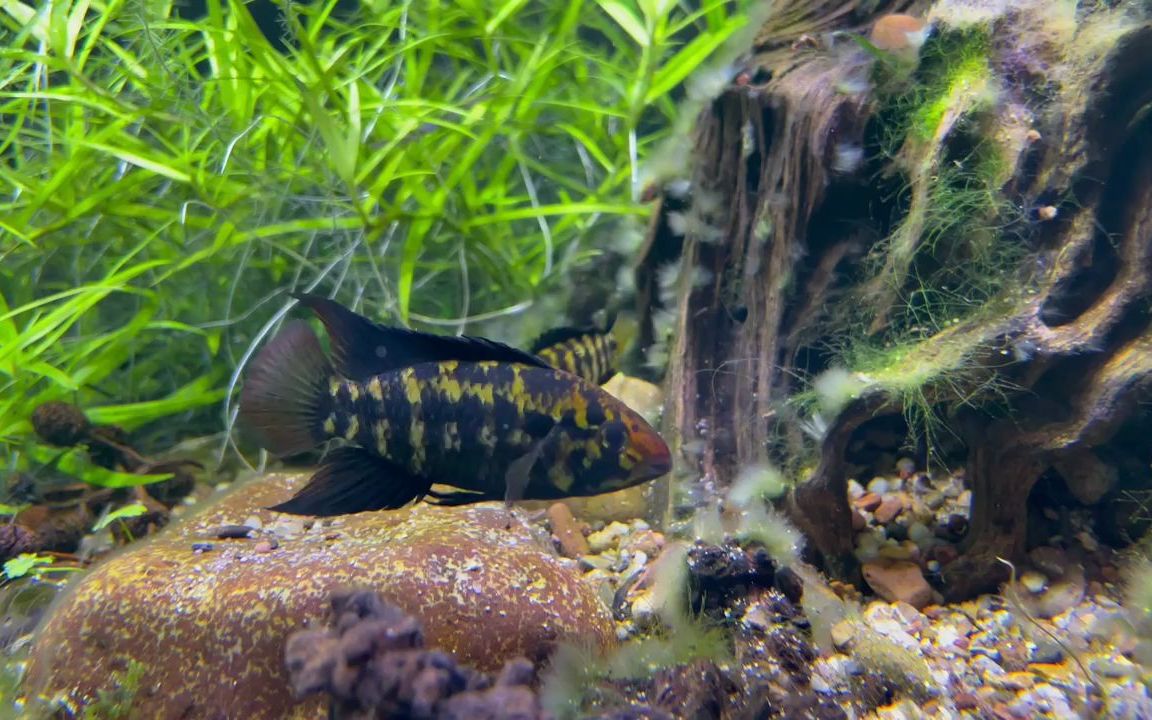 apistogrammakullanderi南美慈鲷短鲷三湖慈鲷热带鱼观赏用原生鱼