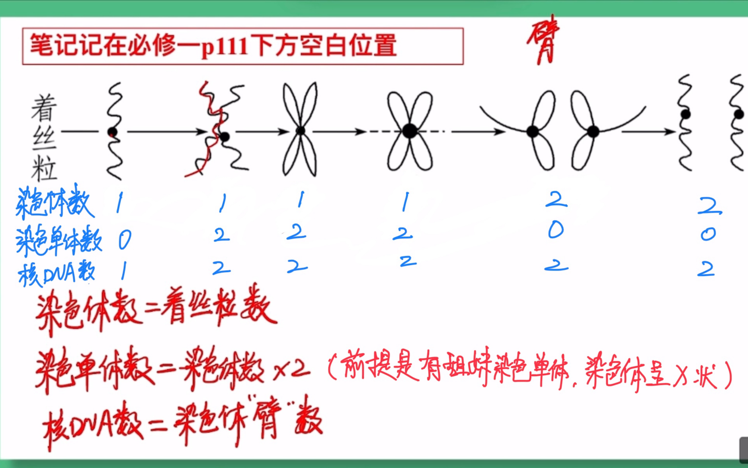 染色体、染色单体、核DNA数目的判定哔哩哔哩bilibili