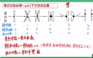 Descargar video: 染色体、染色单体、核DNA数目的判定