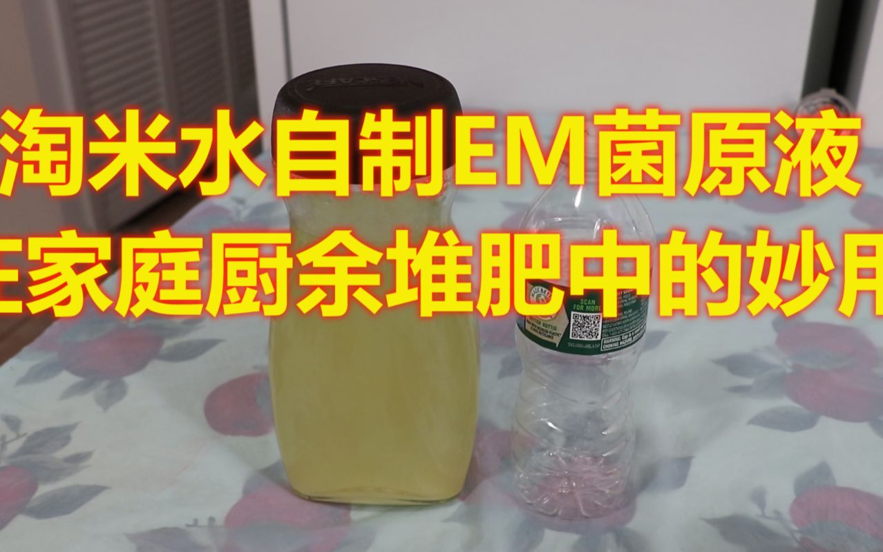 用淘米水自制的em菌液在厨余堆肥中的妙用自制em菌液神奇之表现