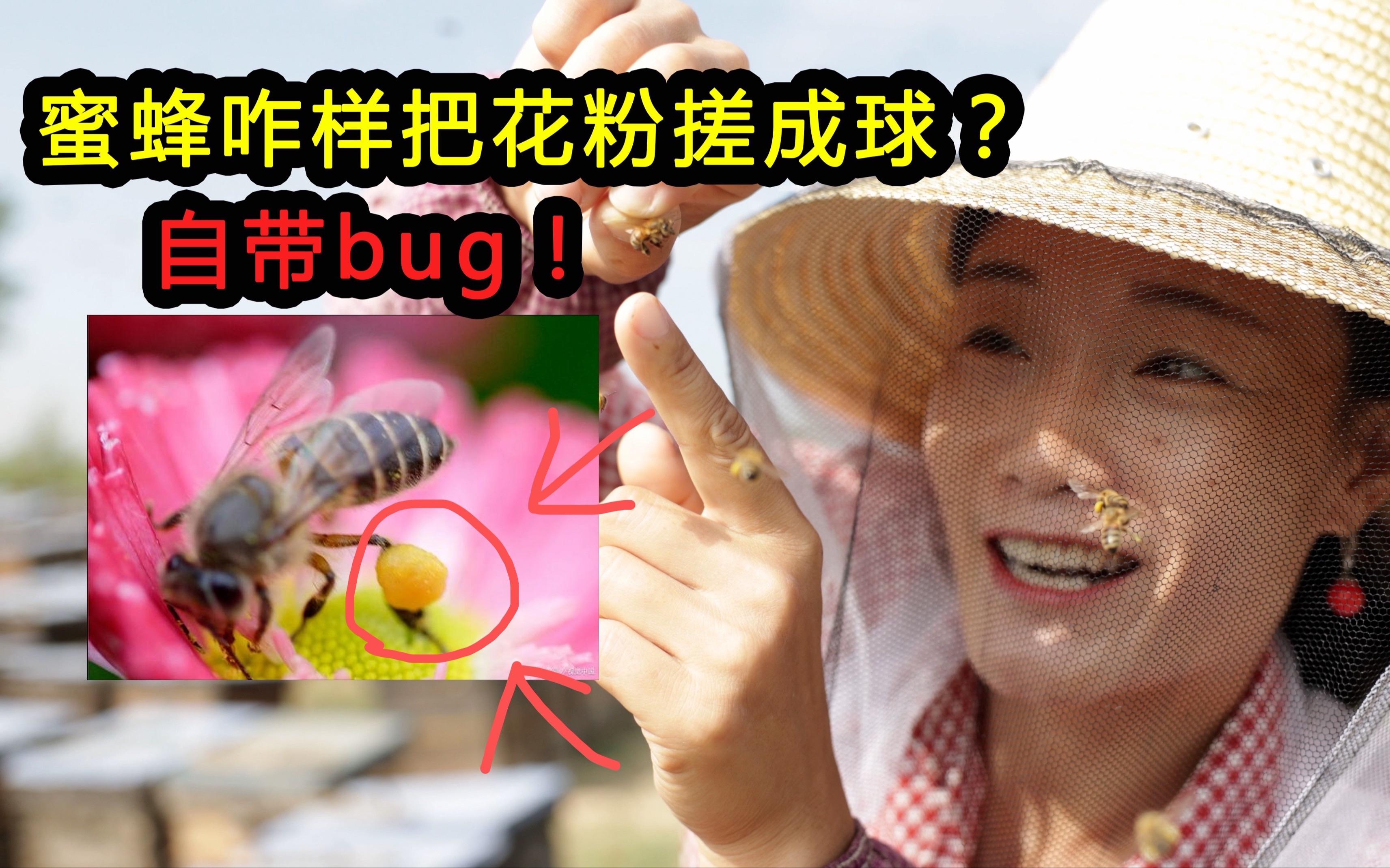 [图]蜜蜂是咋样采花粉的？六条小短腿附带bug加持！