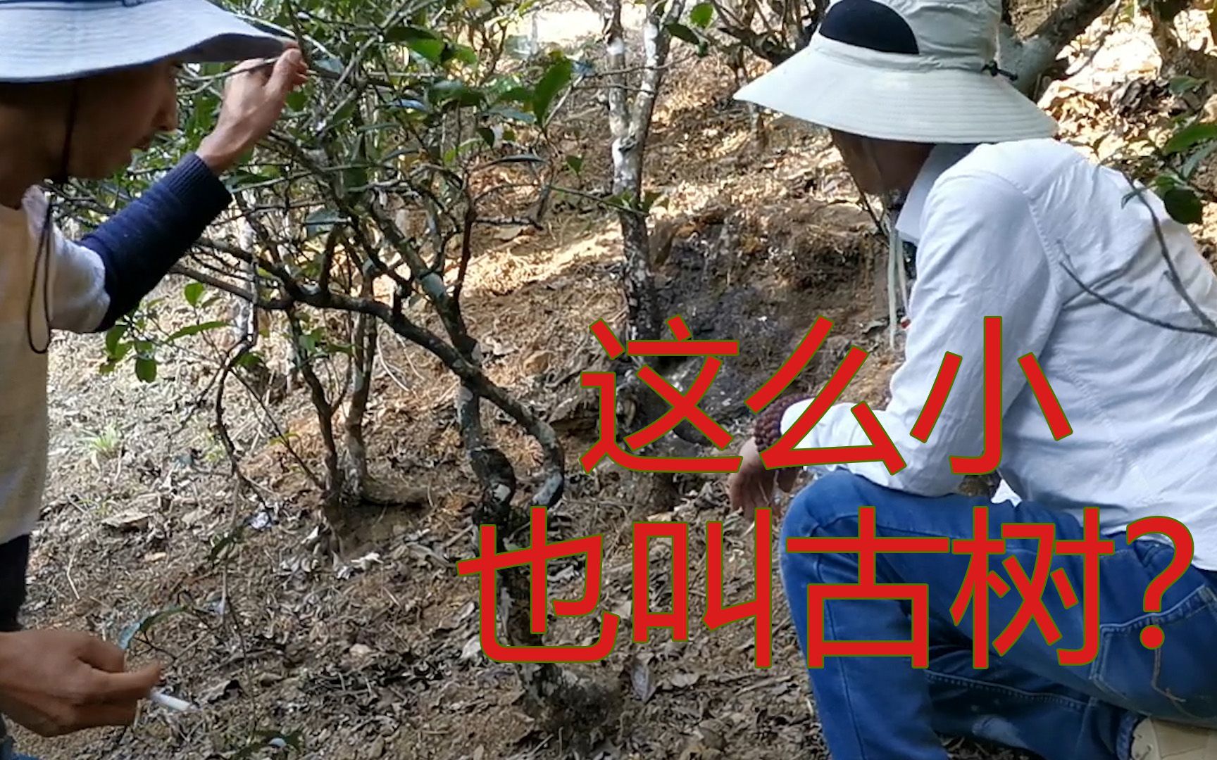 长得那么小也能叫古树?邦骂大雪山茶地,普洱茶名山真实制茶纪录哔哩哔哩bilibili