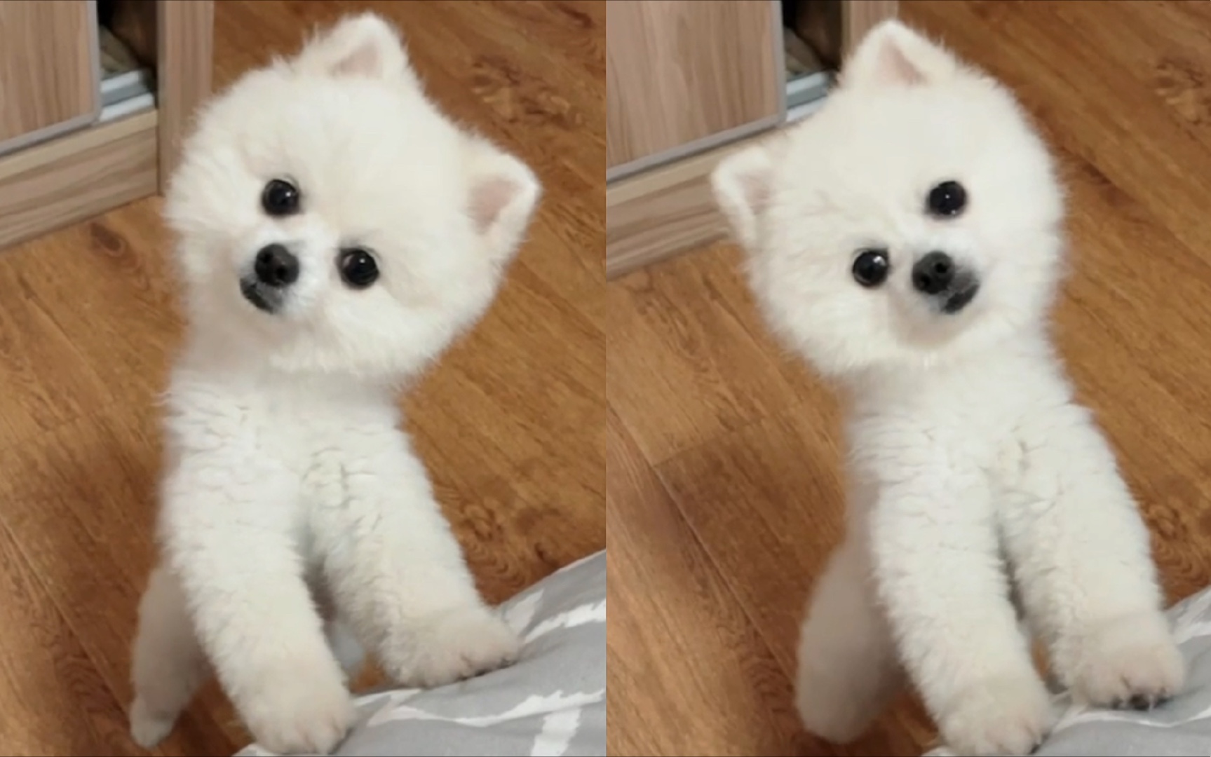 听到出去玩就会歪头杀的小博美狗狗