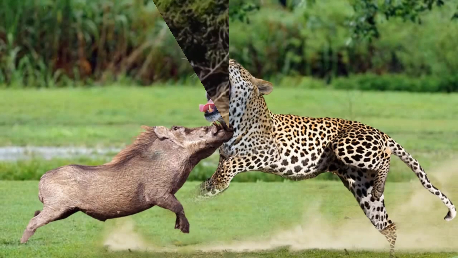 盘点豹子猎食精彩合集_哔哩哔哩 (゜-゜)つロ 干杯~-bilibili