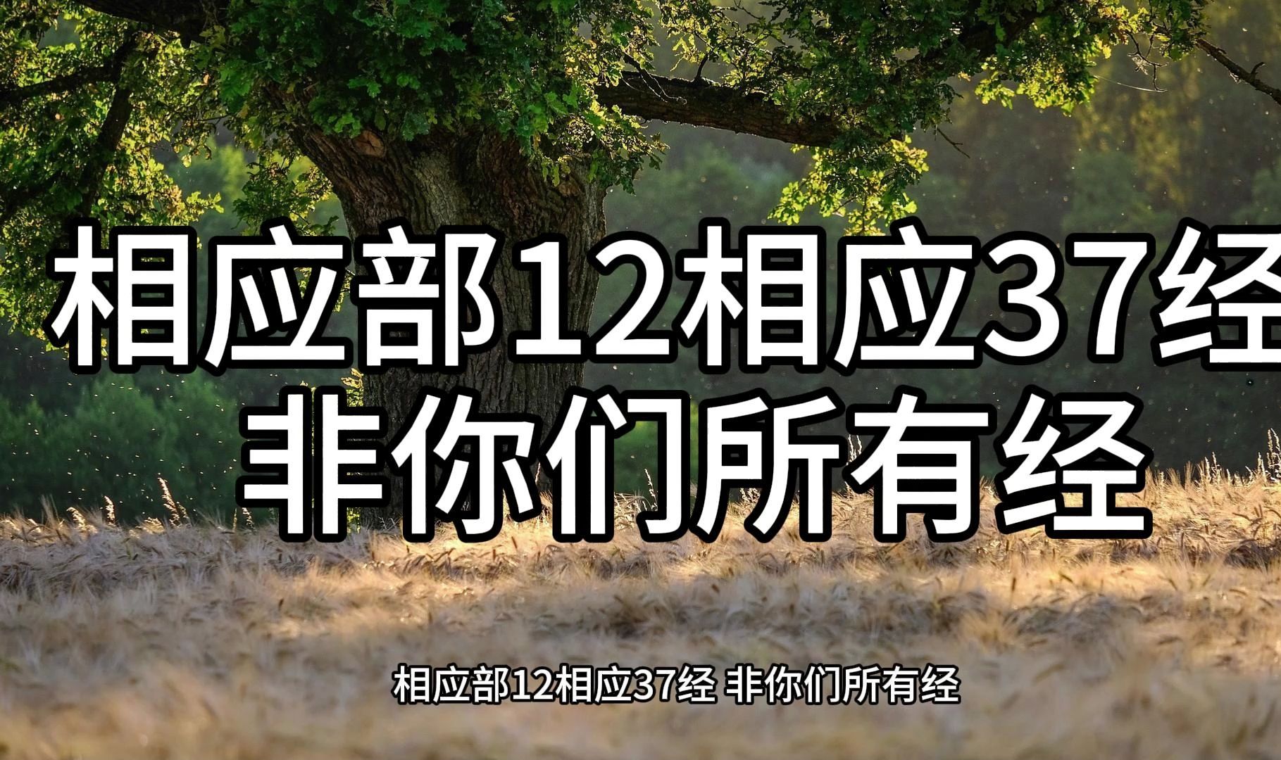 79.相应部12相应37经 非你们所有经(白话佛经)解说哔哩哔哩bilibili