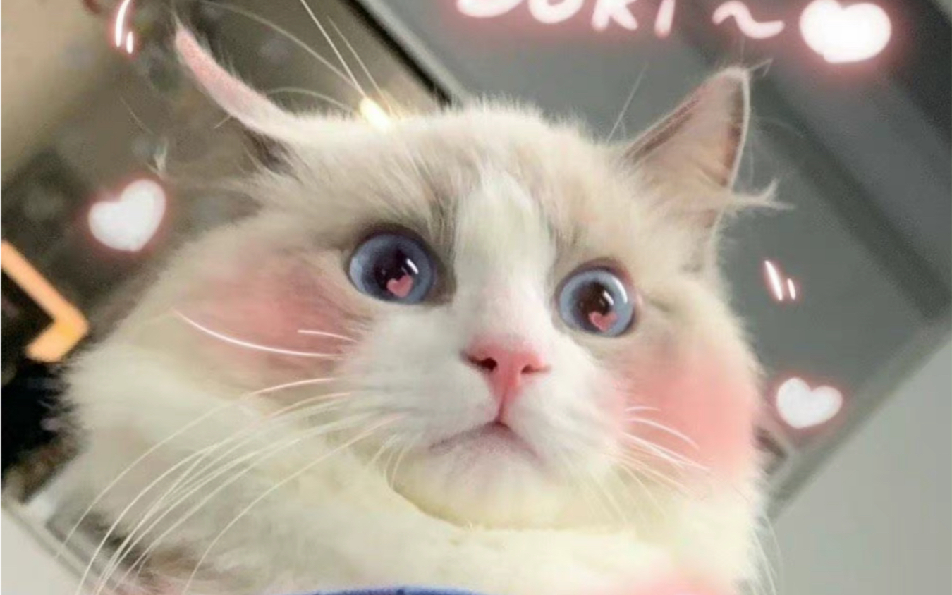 郑丹妮直播谈及最近梦到哈比