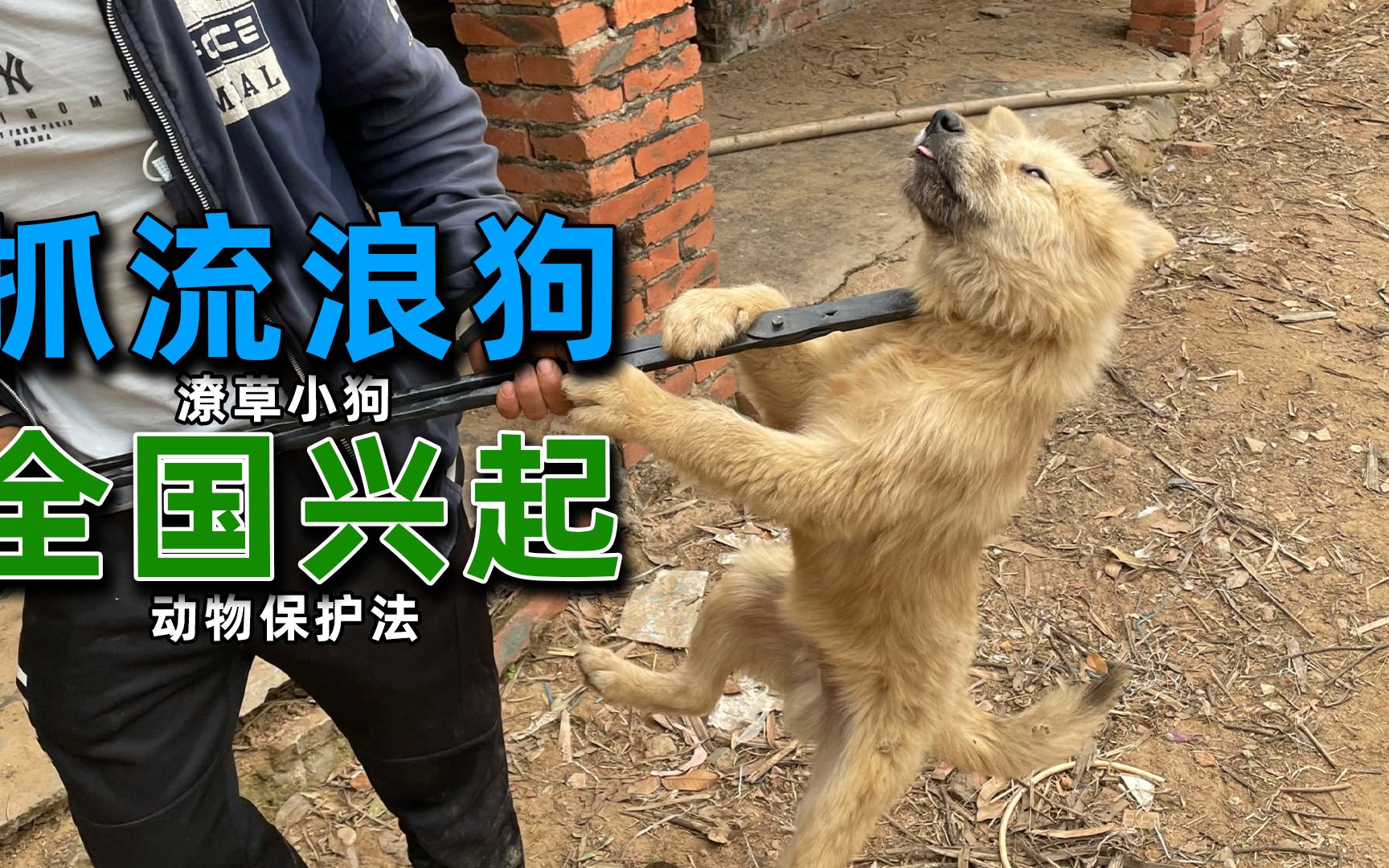 全国掀起抓狗风潮,大刀阔斧一刀切,到底可不可取?