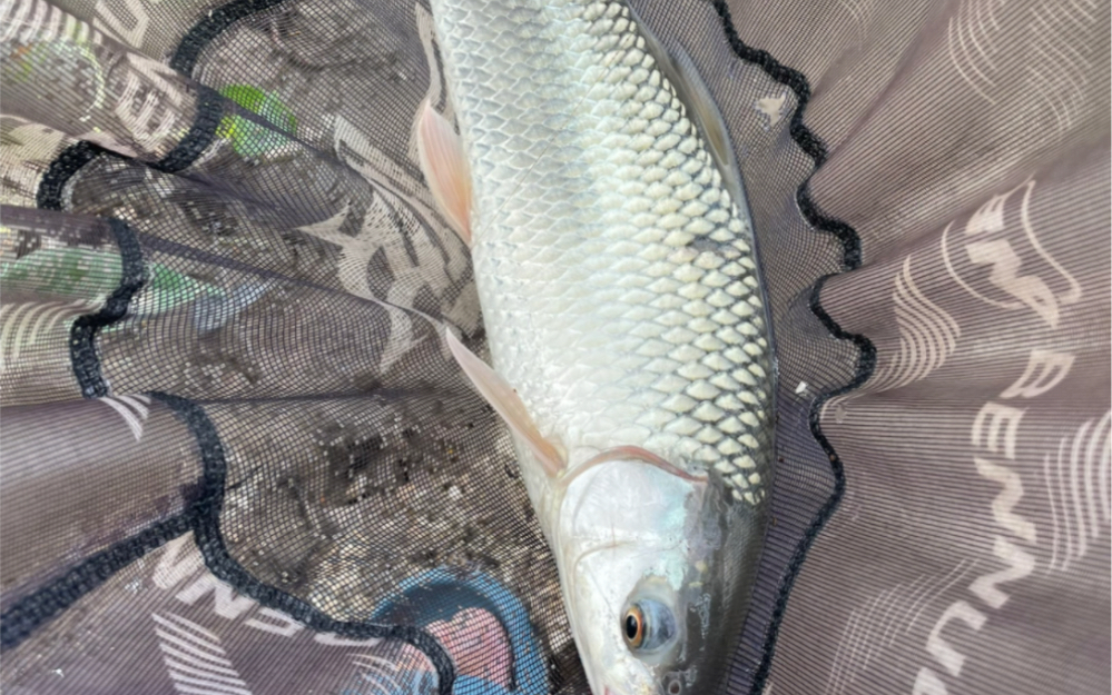 好山好水出大鱼2,水中战斗机大泰鲮,过瘾!