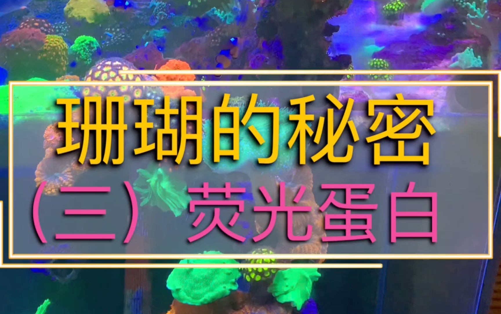 海缸珊瑚灯(三)基础知识:荧光蛋白 荧光蛋白共生藻No2No3Po4Co2O2哔哩哔哩bilibili