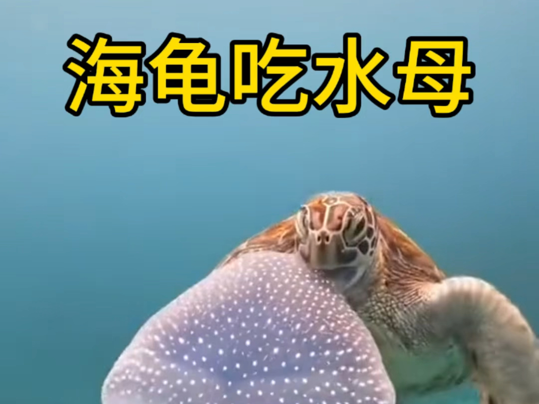 海龟竟然吃水母
