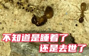 Download Video: 【黑金弓背蚁】被迫自律第一天之蚁后躺下了，不知道是睡着了还是去世了……