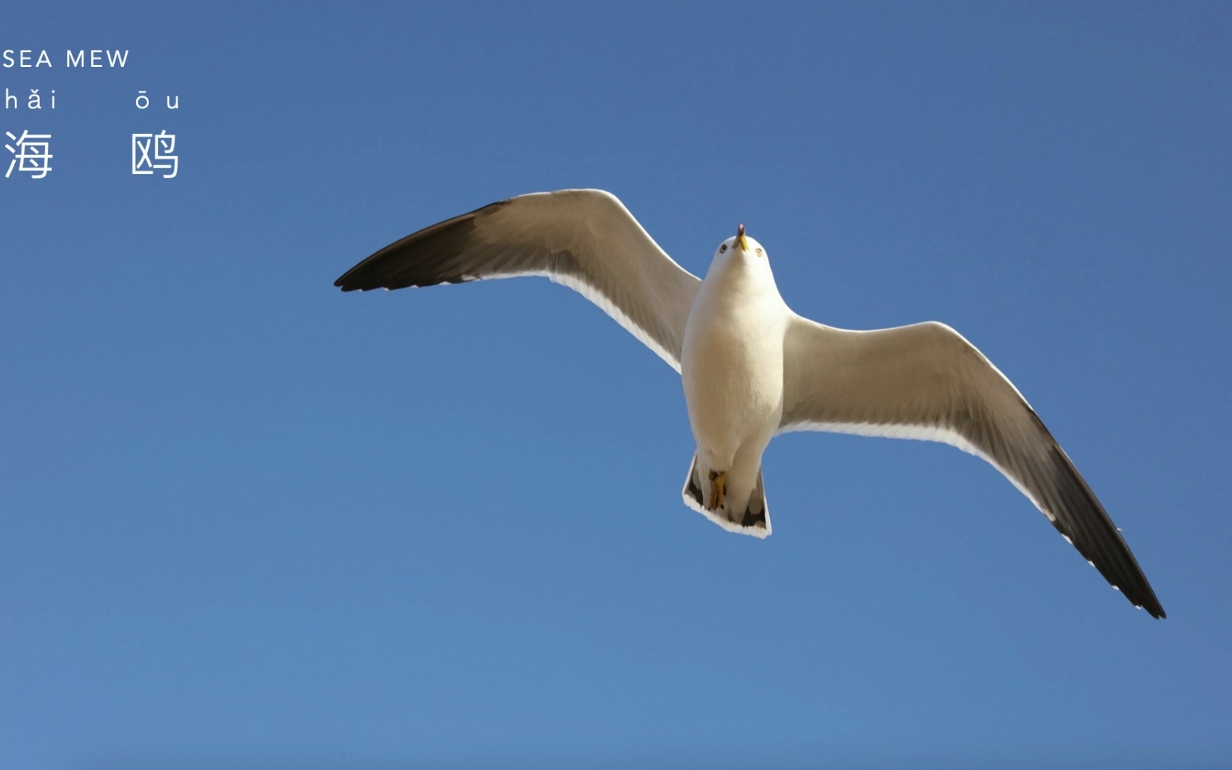 bird:02 sea mew , 鸟:海鸥