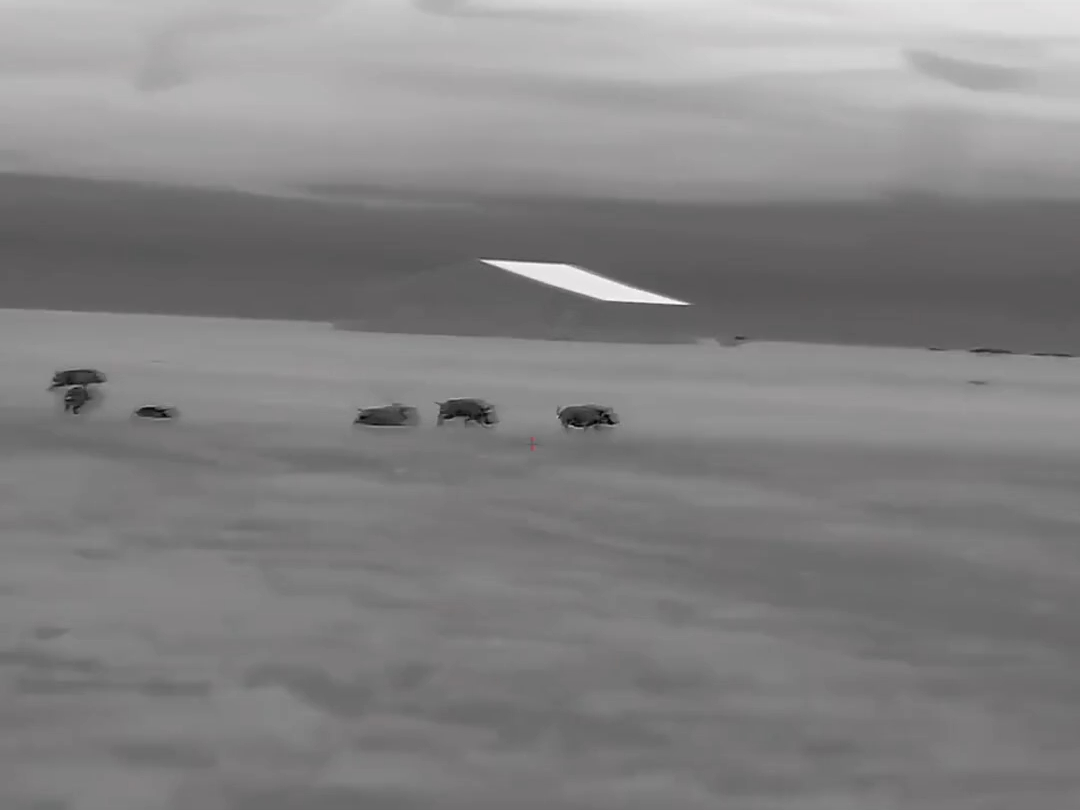 国产热成像高端局,不愧是狩猎黑科技!