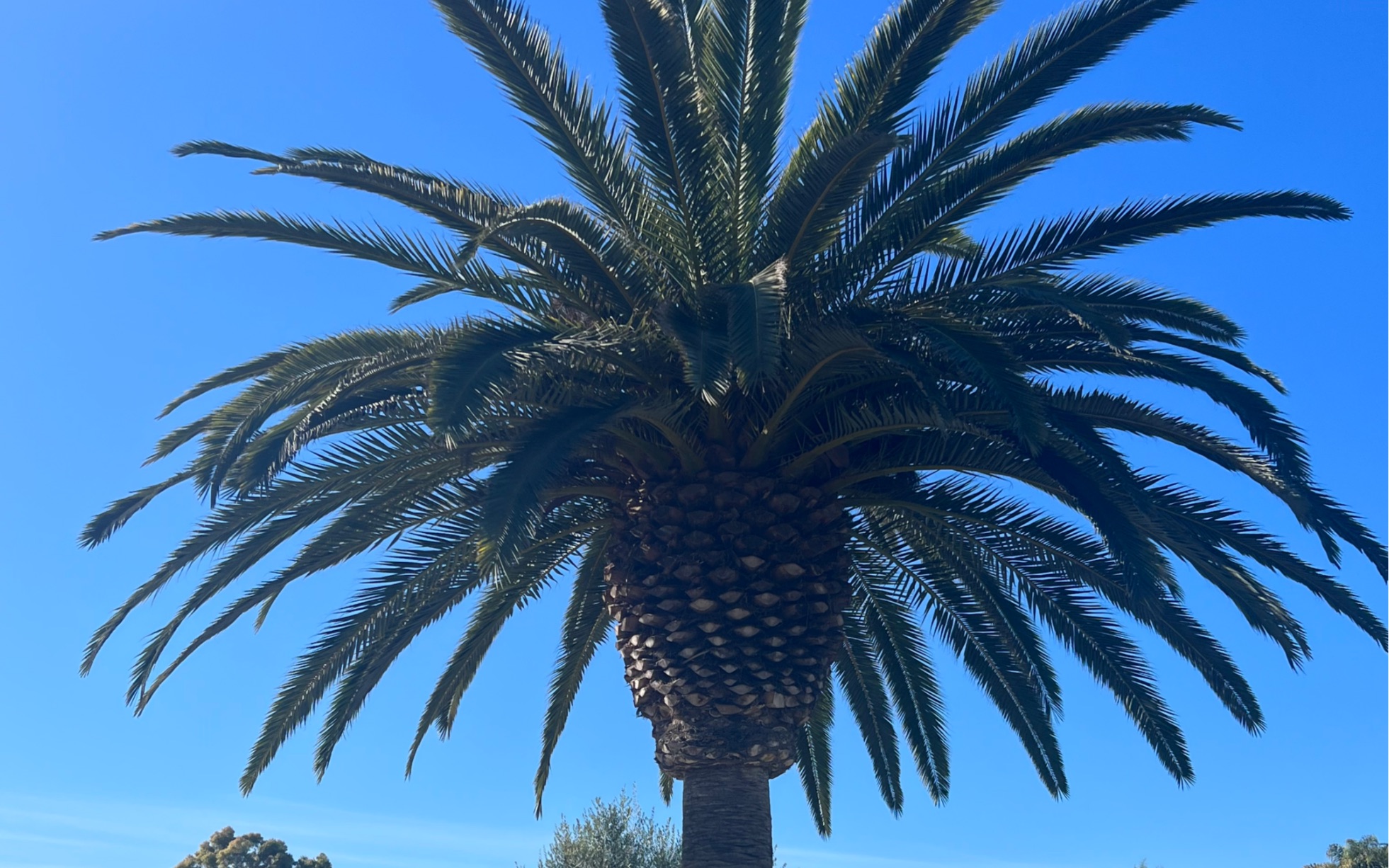 菠萝树,菠萝长在土里