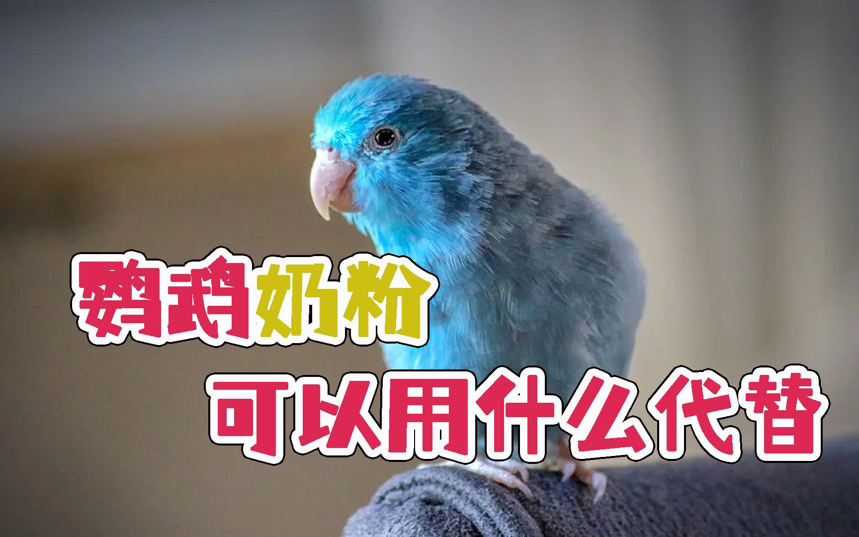 鹦鹉奶粉可以用什么代替_哔哩哔哩_bilibili